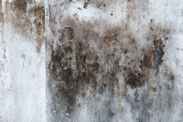 Reliable Pittston, PA Mold Removal Solutions